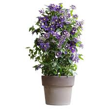 Maybe you would like to learn more about one of these? Buy Clematis Group 3 Clematis Taiga Pbr 27 99 Delivery By Crocus