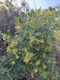 Image result for Searsia nebulosa