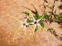 Image result for Strophanthus eminii
