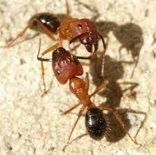 Florida Carpenter Ant Camponotus Floridanus Buckley And