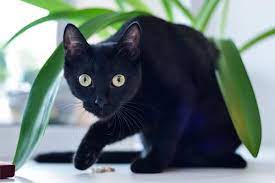 the bombay cat breed history fun facts and myths prettylitter bombay kedisi kara kedi panter