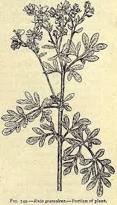 Fig 149 Ruta Graveolens Henriette S Herbal Homepage Pretty Tattoos Green Beauty Herbalism