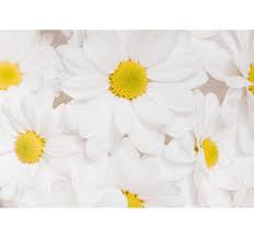 I fiori bianchi sono simbolo di innocenza, esprimono un apprezzamento sincero, apertura mentale e proiezione verso la vita. Fotomurale Fiori Bianchi Margherita Tenstickers