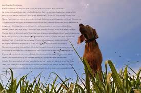 A Letter From Your Pet In Heaven Beloved Dog I Love Dogs Rainbow Bridge