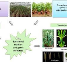 Image result for Sesamum parviflorum