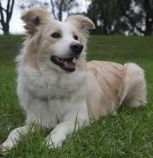 All Black Border Collie Puppy Australian Red Border Collie Red Border Collie Border Collie Puppies Collie Puppies