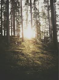 Pin By Ich On My Dreamy World Nature Scenery Forest