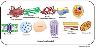 Struktur sel dan organisasi sel tajuk: Bab 2 Biologi Tingkatan 4 Biology Quiz Quizizz