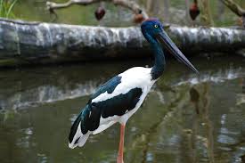 Black Bird With Blue Neck Black Necked Stork Ephippiorhynchus Asiaticus Female Blacknecked Black Necked Stork Ephippiorhynchus Asiaticus Wading Bird Waterbird Black Neck Animals Bird