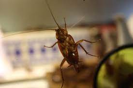 But before you do, take a deep breath and think again. How Much To Tip Pest Control Impulsive Pest Killer
