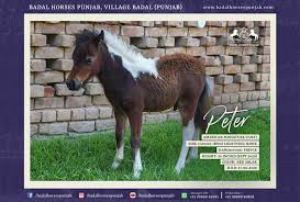 Is a pony a baby horse. Horses For Sale Badal Horses Punjab