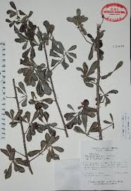 Image result for Diospyros consolatae