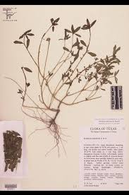 Image result for Portulacaceae