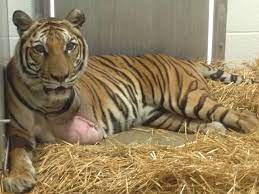 Tiger's leg had to be amputated after run-in with another tiger