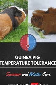 Pin On Guinea Pig Care