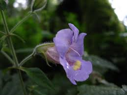 Image result for Mimulopsis solmsii