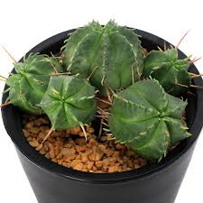 Image result for Monadenium pudibundum
