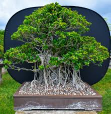 Image result for Ficus