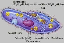 Paramesyum Nedir Kisaca Bilgi Eodev Com