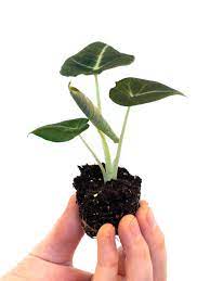The alocasia micholitziana 'frydek' plant, commonly called the green velvet alocasia resembles alocasia polly in size and leaf shape/color, but it is a little different and much harder to find for purchase. Alocasia Black Velvet Alocasia Black Velvet Alocasia Zebrina Black Velvet