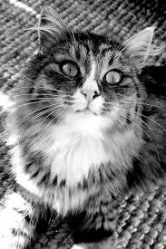 Pin By Demet Bayrakgil On Cats And Kittens Cats And Kittens Cats Kittens