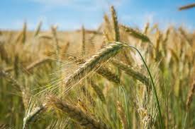 Impact plots, corn hybrid research and testing. Record Cereal Production In Romania Nieuwsbericht Agroberichten Buitenland