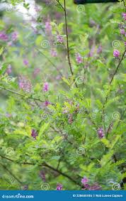 Image result for Indigofera erythrogramma