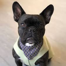 At 6 months, the french bulldog female weighs on average between 6.3 kg for the smallest individuals and 10 kg for the largest individuals. 7 Cute Pictures Of French Bulldogs