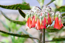 Image result for Kalanchoe daigremontiana