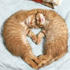 Birbirinden Tatli Kedi Fotograflari Cat Cats Animals Photo Wallpapers Cute Socute Funny Sevimli Kedi Yavrulari Sevimli Kediler Sevimli Hayvan Yavrulari