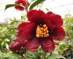 ツバキ（椿）：黒椿・ナイトライダー | nae-ya｜herbal tree shop ｜ハーバルツリーショップ なえやnae-ya｜herbal  tree shop ｜ハーバルツリーショップ なえや