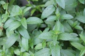 Growing And Drying Mint Leaves For Tea A Traditional Life See more ideas about mint, mint aesthetic, mint green aesthetic. growing and drying mint leaves for tea