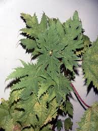 Image result for Girardinia diversifolia