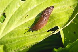 There are many other ways to control slugs, such as copper tape, eggs shells and more that won't be. Slugs Garden Pests Diseases Gardening Tips Thompson Morgan