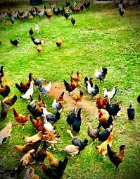 Enjoying The Good Life Organic Farm Fresh Eggs Facebook