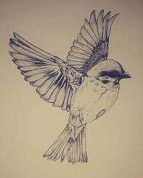 Pin On Bird Drawing
