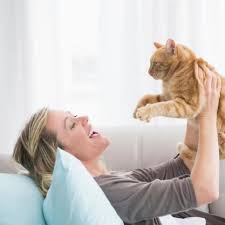 Pourquoi Mon Chat Me Suit Partout Causes Solutions Chat Fou Comportement Chat Chat Europeen