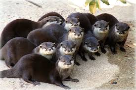 Sea otters eat a wide range of marine animals, including mussels, clams, urchins, abalone, crabs, snails and about 40 other marine. States Where Pet Otters Are Legal