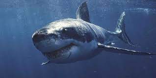 tubarao branco o maior peixe predatorio do mundo famoso por sua tecnica de emboscada ja que ataca suas presas por baixo credito da imag tubarao branco grande tubarao branco e imagens de