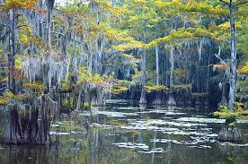 Caddo lake state park is a state park located in the piney woods ecoregion of eastern texas and operated as a wildlife management area (wma), caddo lake is the lake that the state park encompasses, and is one of only a handful of natural lakes in texas. Backroads Nature Caddo Lake State Park