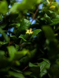 Image result for Ochna confusa