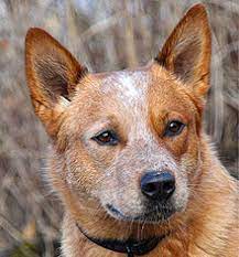 Australian Cattle Dog Wikipedia