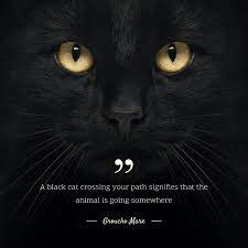 It's an occasion to share our enthusiasm for cats and study other roughly this fascinating species. Free Templates In Crello Com International Cat Day Quotes Thoughts Pet Kitty Free Templates Ideas Cute Fac Kittens Funny Interactive Cat Toys Cats