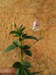 Image result for Cleome bororensis