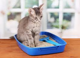 Did you know that cat litter was not developed until 1947? Your Guide To Environmentally Friendly Cat Litter Petbarn