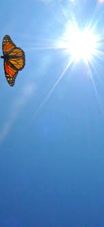 The life of monarch butterfly. Butterfly Aesthetics Wallpapers Wallpaper Cave