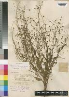 Image result for Hermannia glanduligera