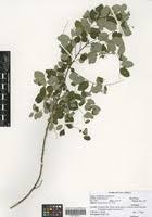 Image result for Phyllanthus fischeri
