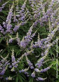 Image result for Vitex franceseana