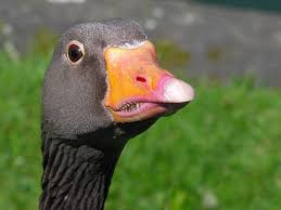 В Бундестаге подтвердили намерения ввести санкции против России из-за Сирии - Цензор.НЕТ 3448